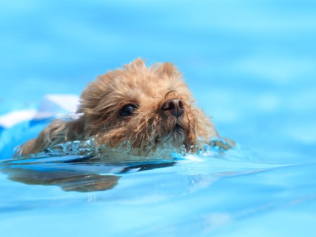 泳ぐ犬